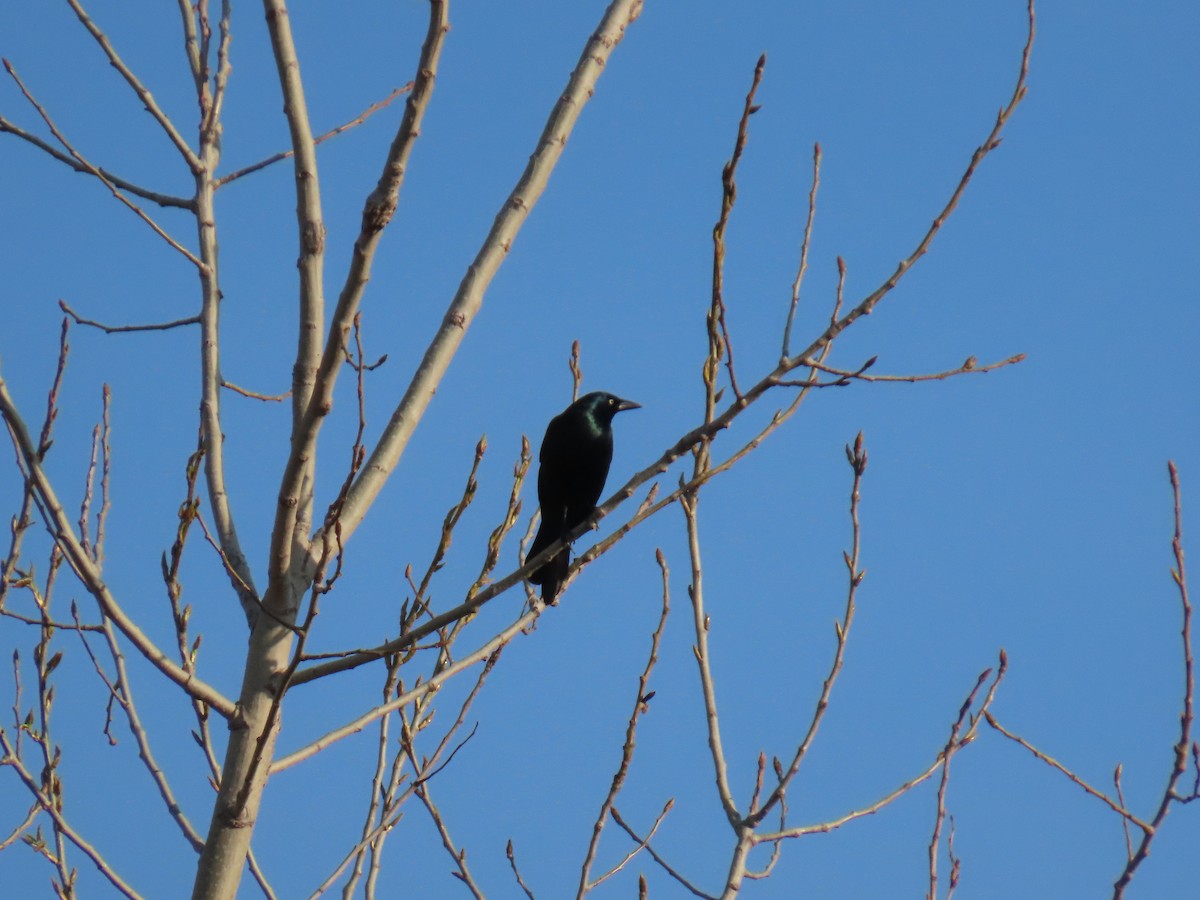 Common Grackle - ML570850801