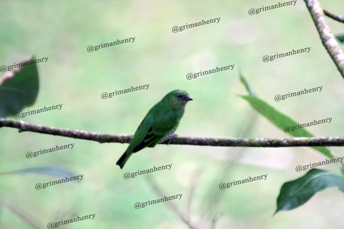 Swallow Tanager - ML570850981