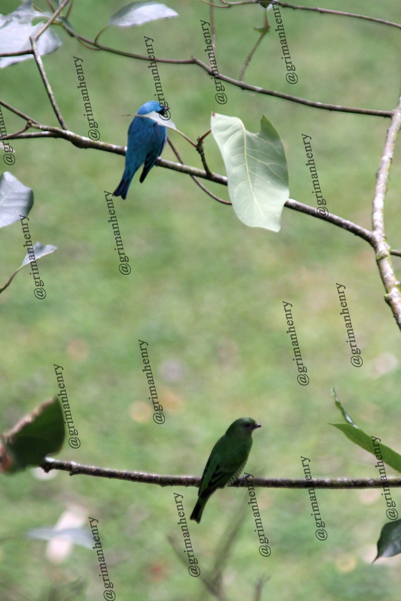 Swallow Tanager - ML570850991