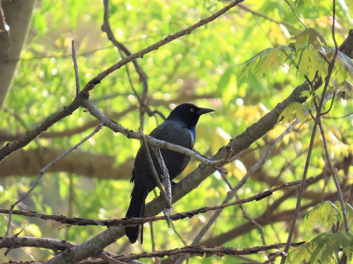 Common Grackle - ML570851041