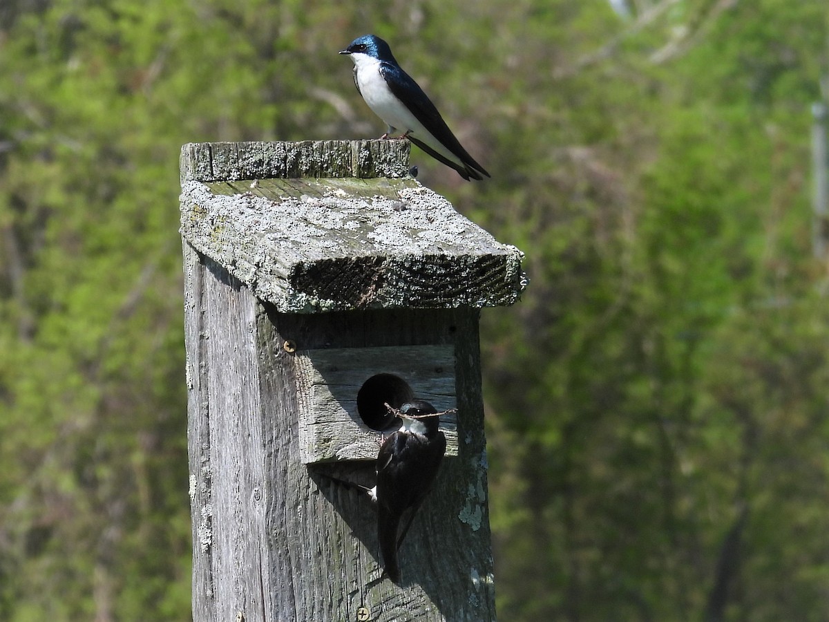 Tree Swallow - ML570851581