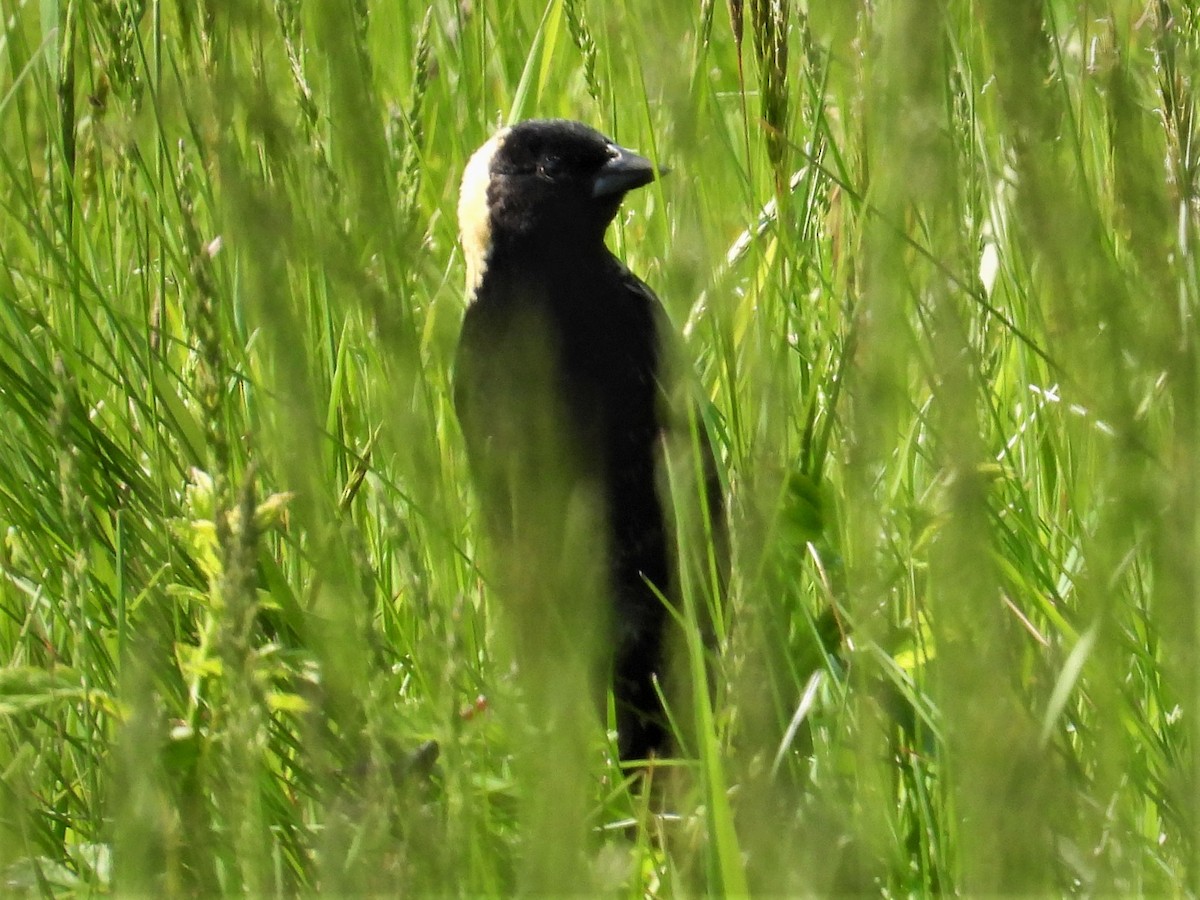 bobolink - ML570851691