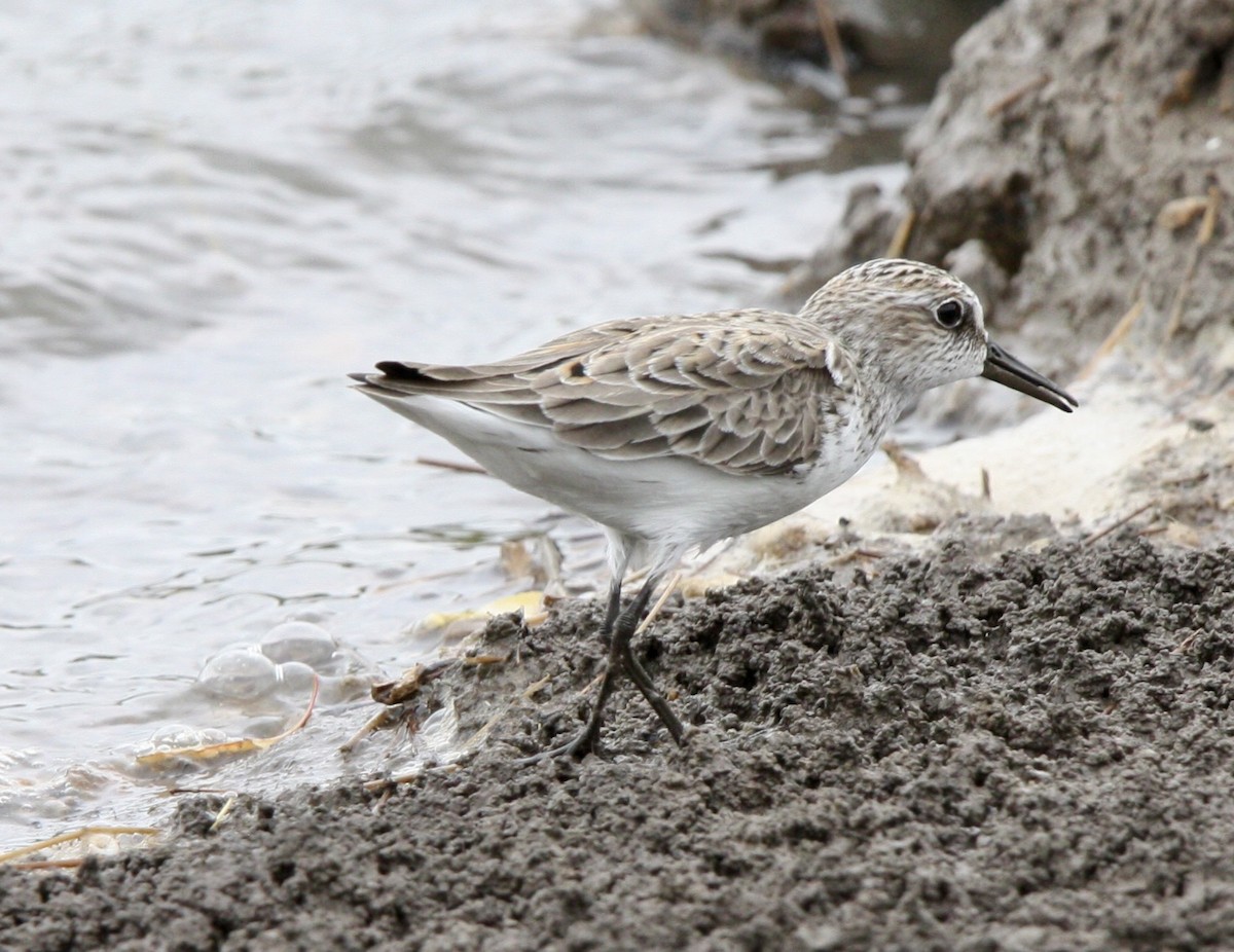 Semipalmated Sandpiper - ML570852041