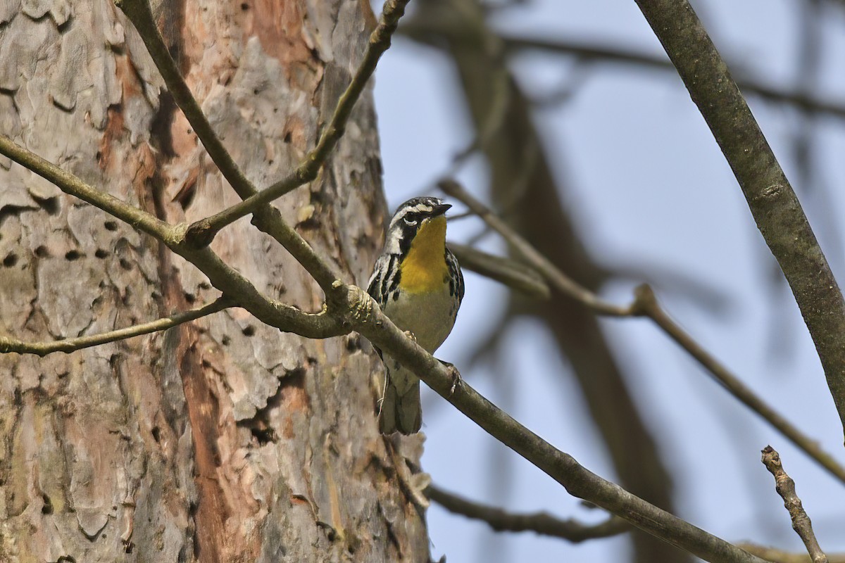 Yellow-throated Warbler - ML570852051