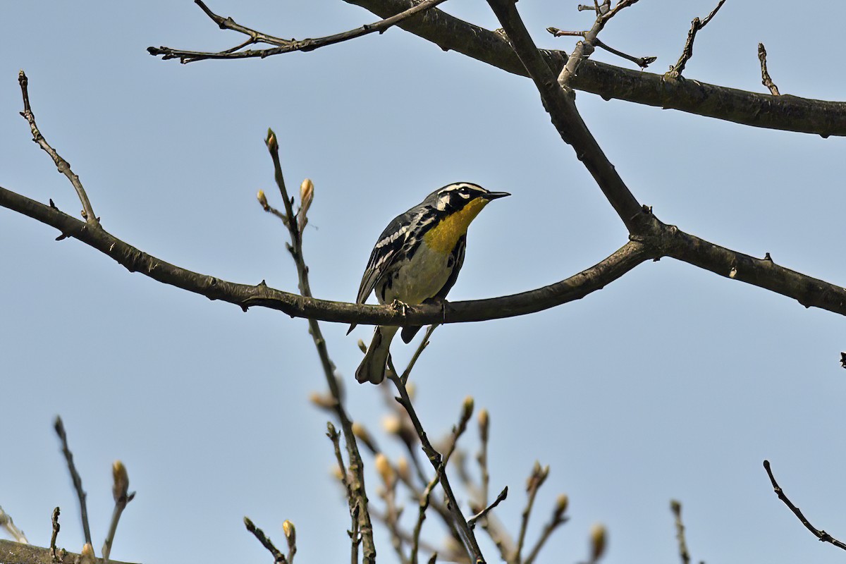 Yellow-throated Warbler - Tina Alianiello  🦜