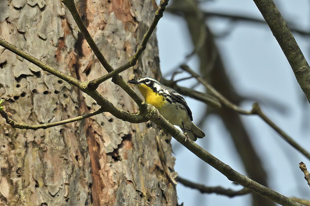 Yellow-throated Warbler - ML570852101