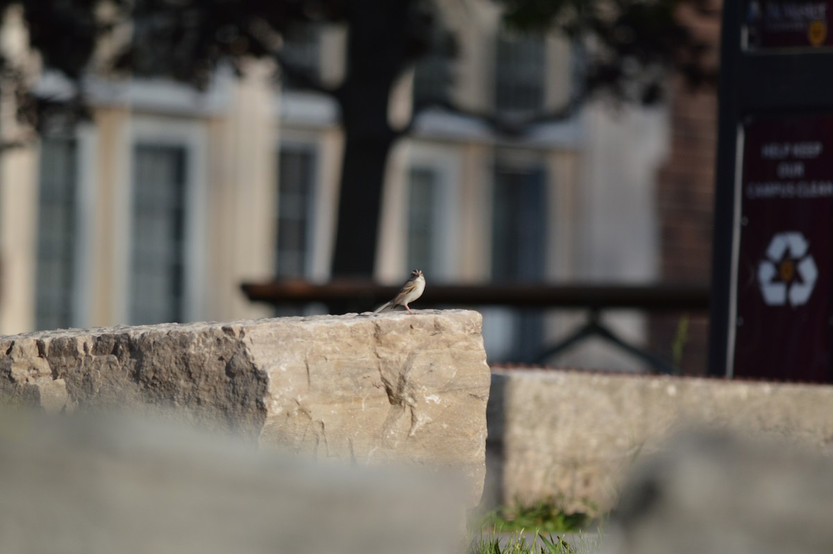 Clay-colored Sparrow - ML570852141