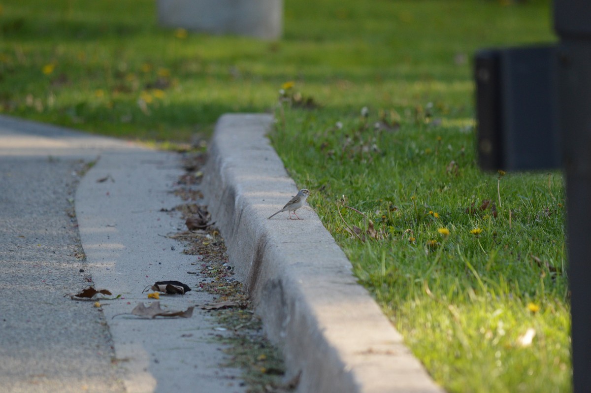 Clay-colored Sparrow - ML570852161
