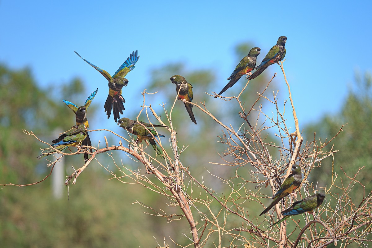 Burrowing Parakeet - José Rodrigues