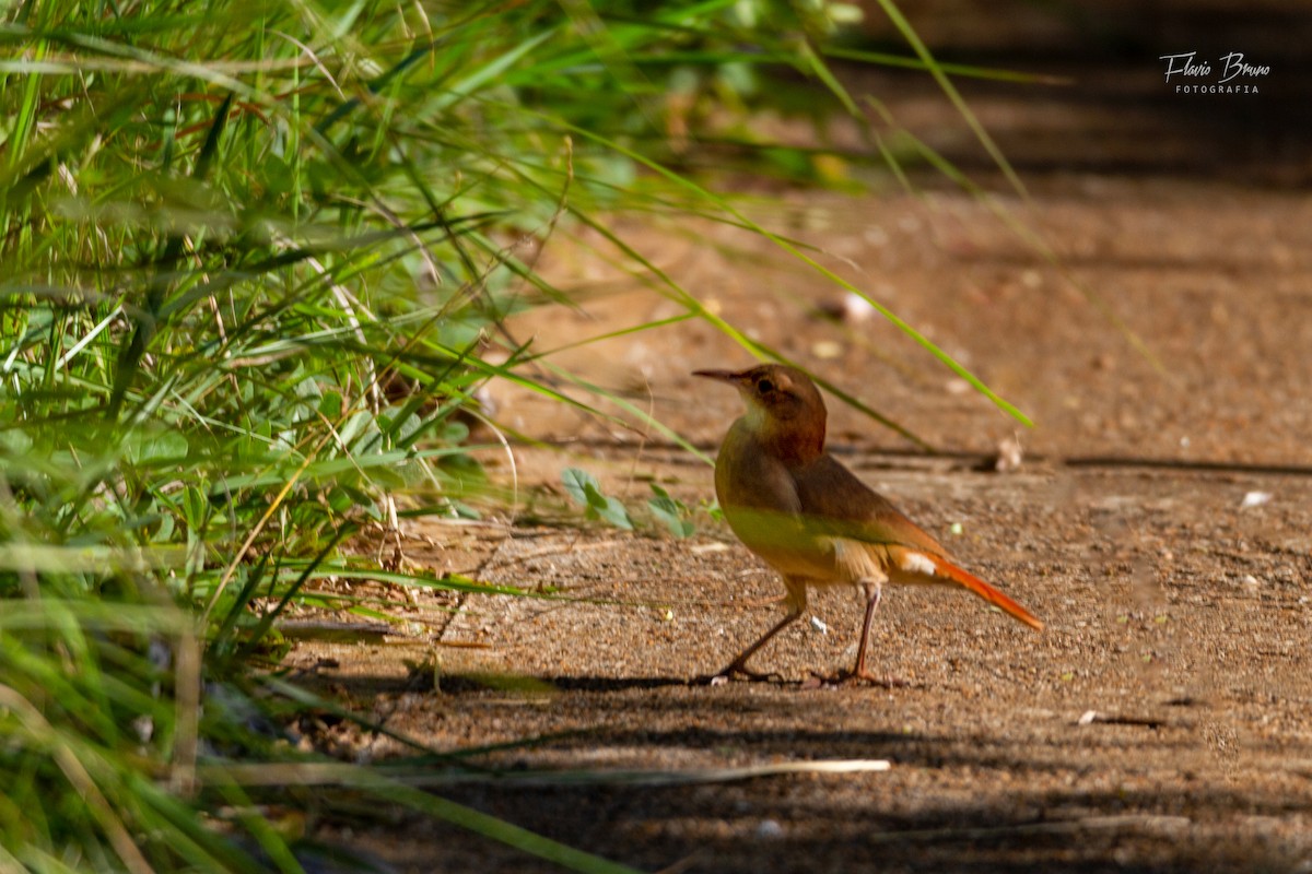 Rufous Hornero - ML570853151