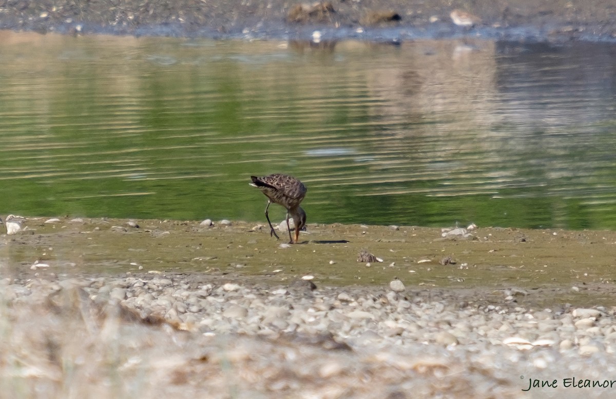 Hudsonian Godwit - ML570853561