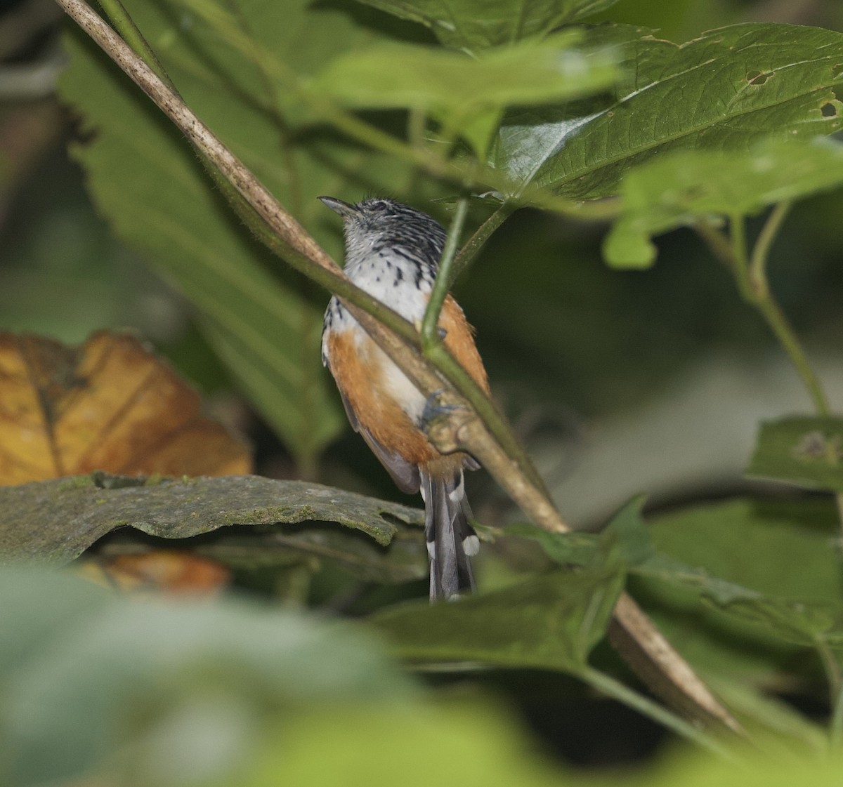 Klages's Antbird - ML570854281