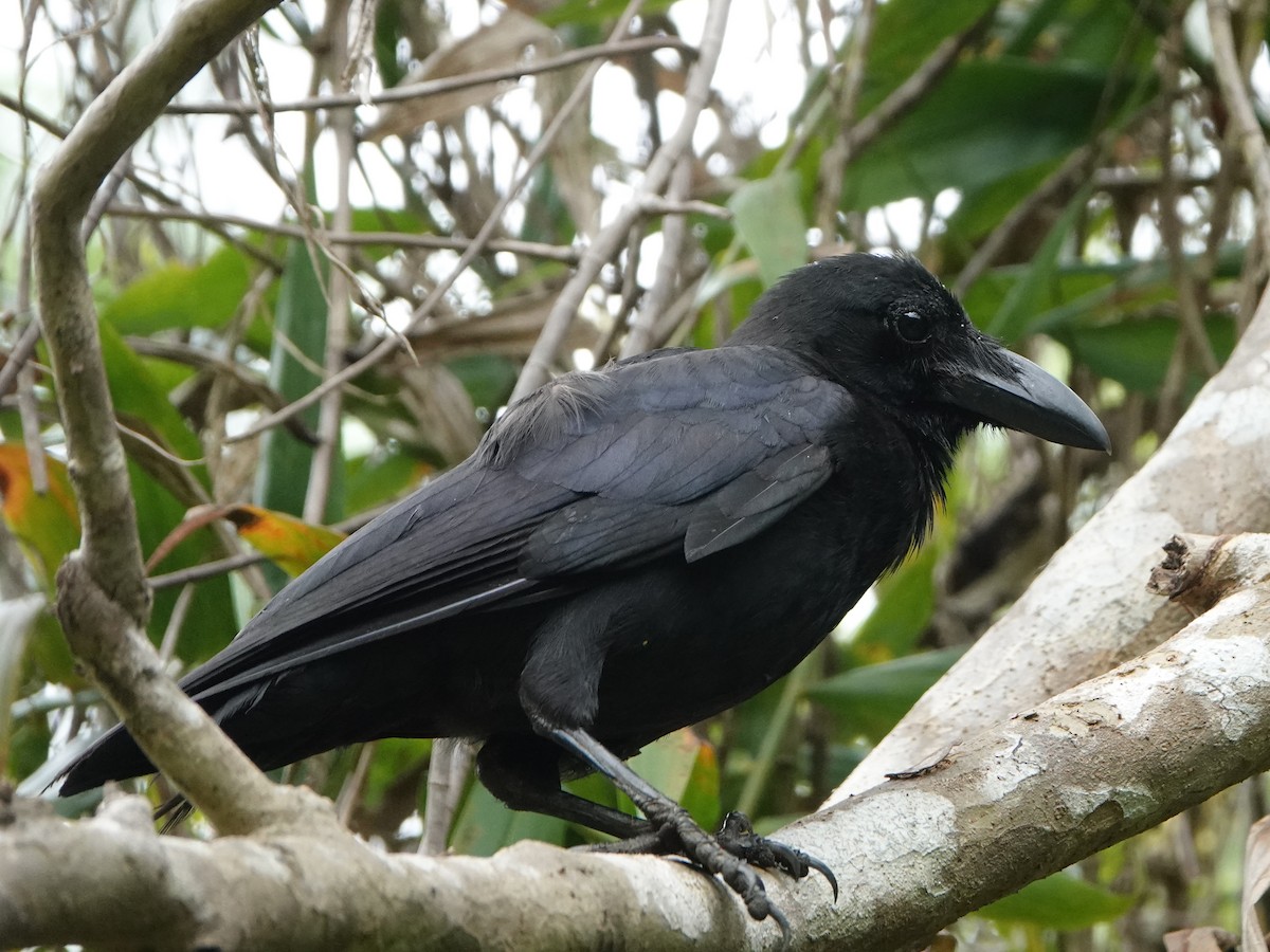 Large-billed Crow - ML570854491