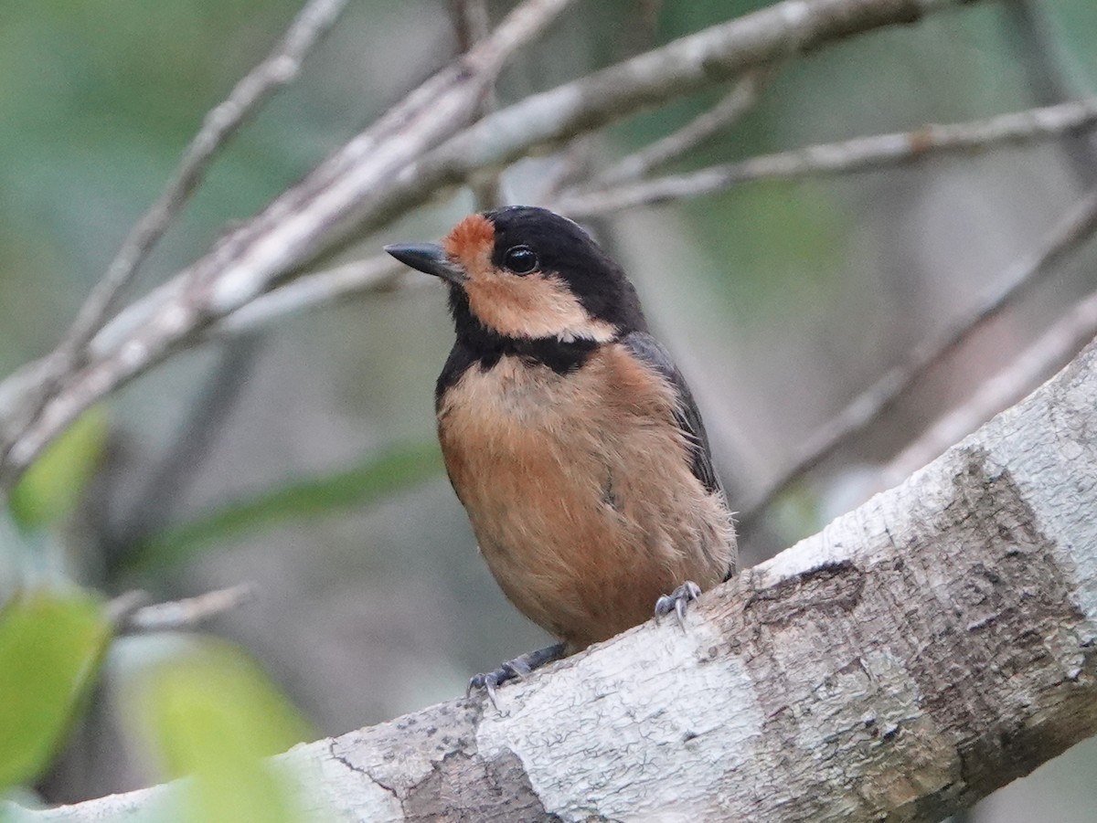 Mésange d'Iriomote - ML570854611