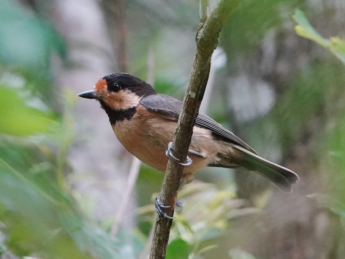 Mésange d'Iriomote - ML570854621