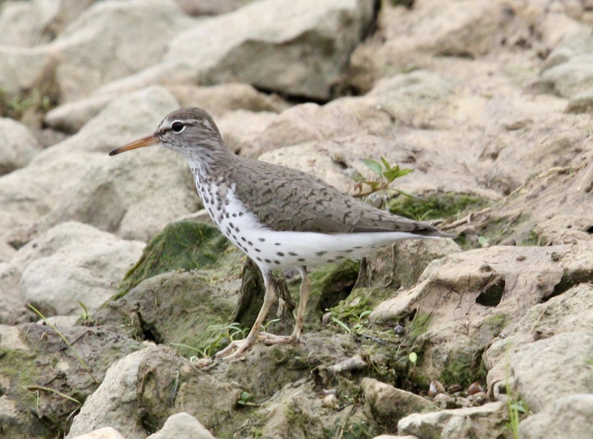 Spotted Sandpiper - John "Jay" Walko