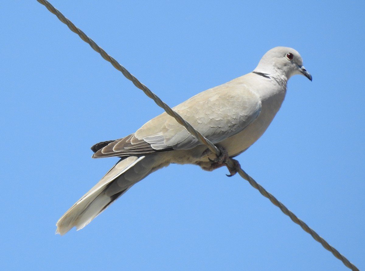 Usapal turkiarra - ML57085471
