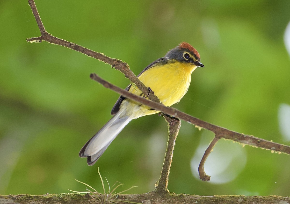 Paria Redstart - Joseph Tobias