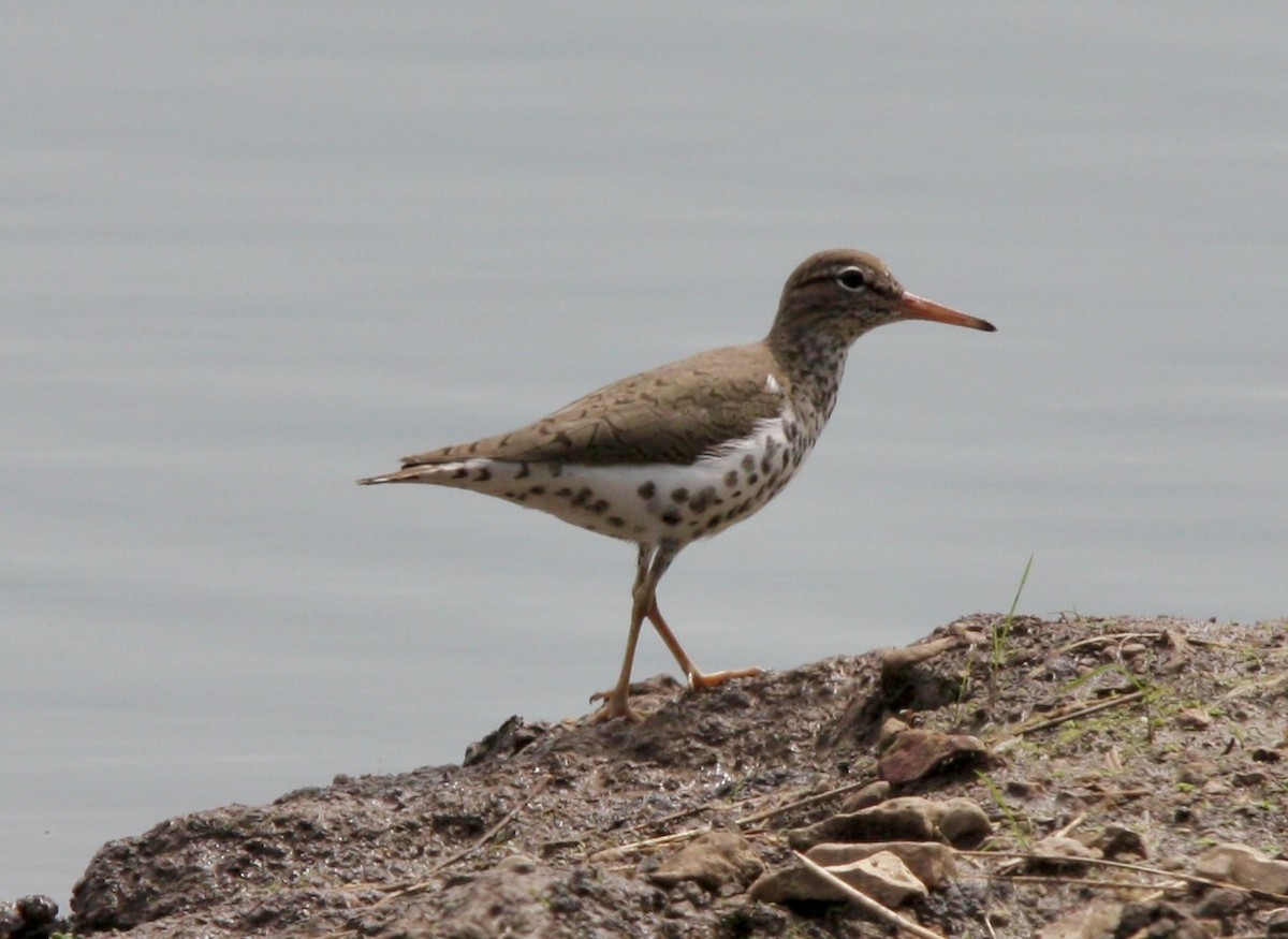 Spotted Sandpiper - ML570855281