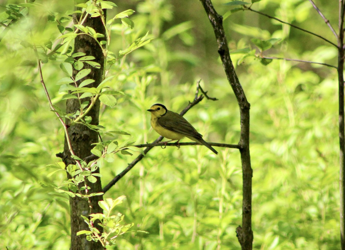 Hooded Warbler - ML570855431