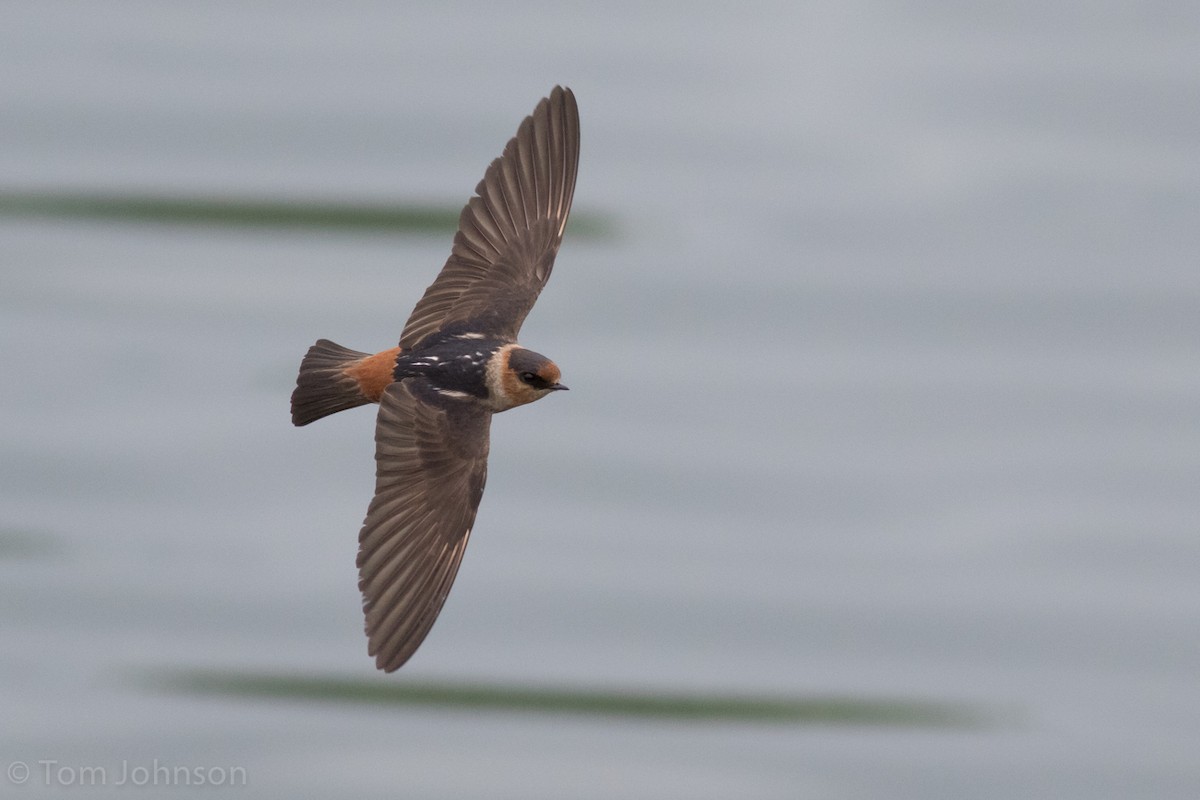 Cave Swallow (Caribbean) - Tom Johnson