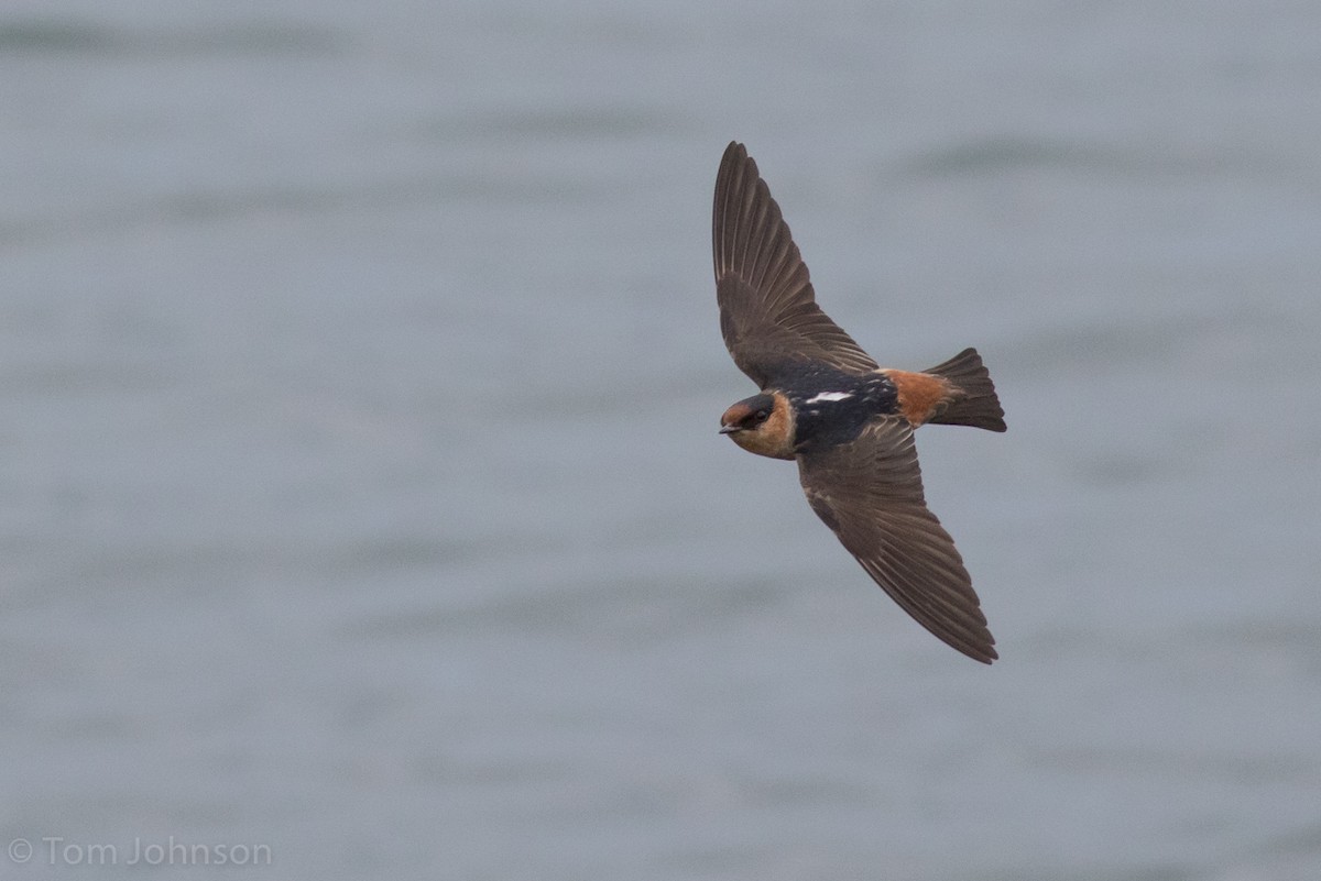 Cave Swallow (Caribbean) - ML57085571