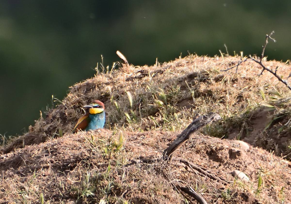 European Bee-eater - ML570856271