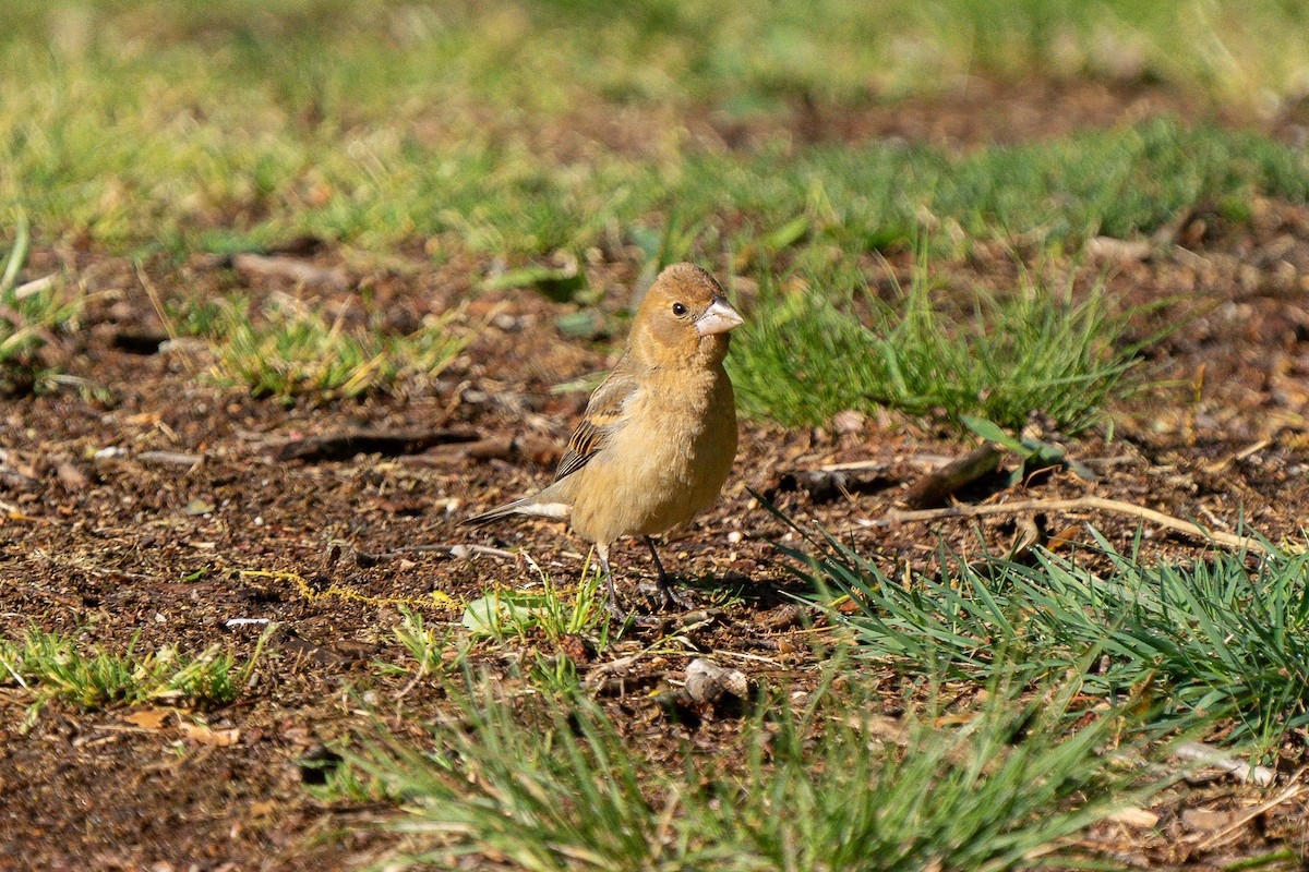 Blue Grosbeak - James Ancona