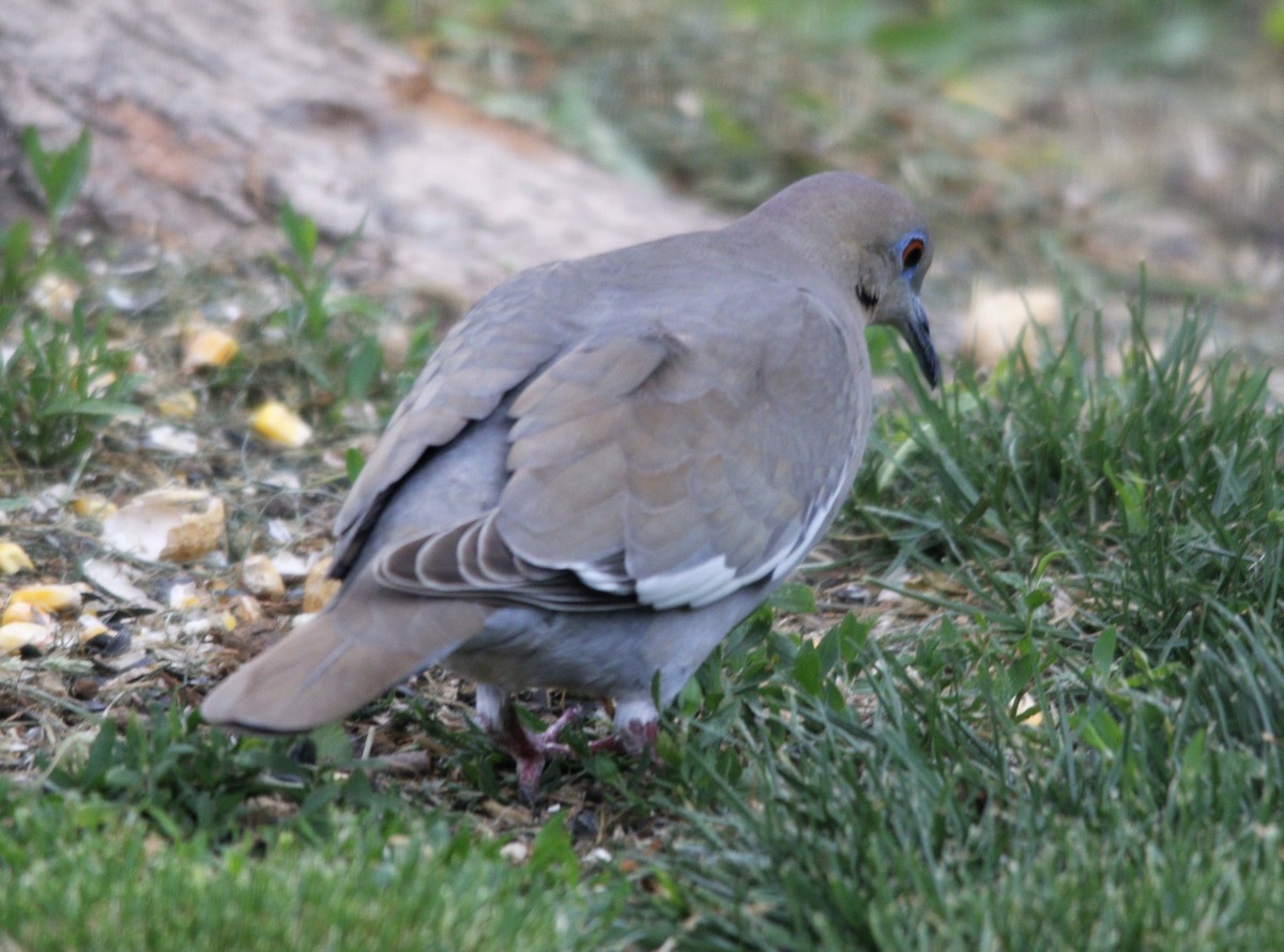 White-winged Dove - ML570857181