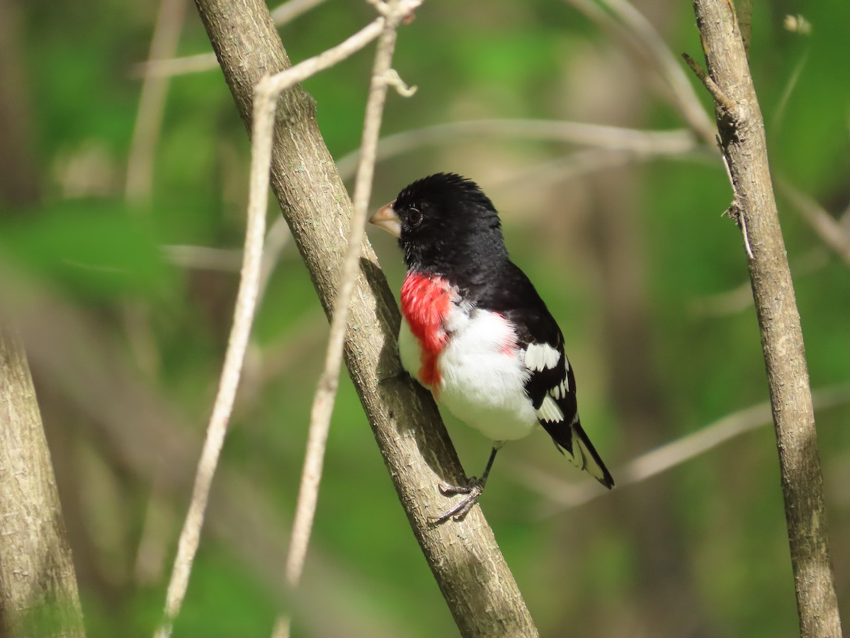 Rose-breasted Grosbeak - ML570857581