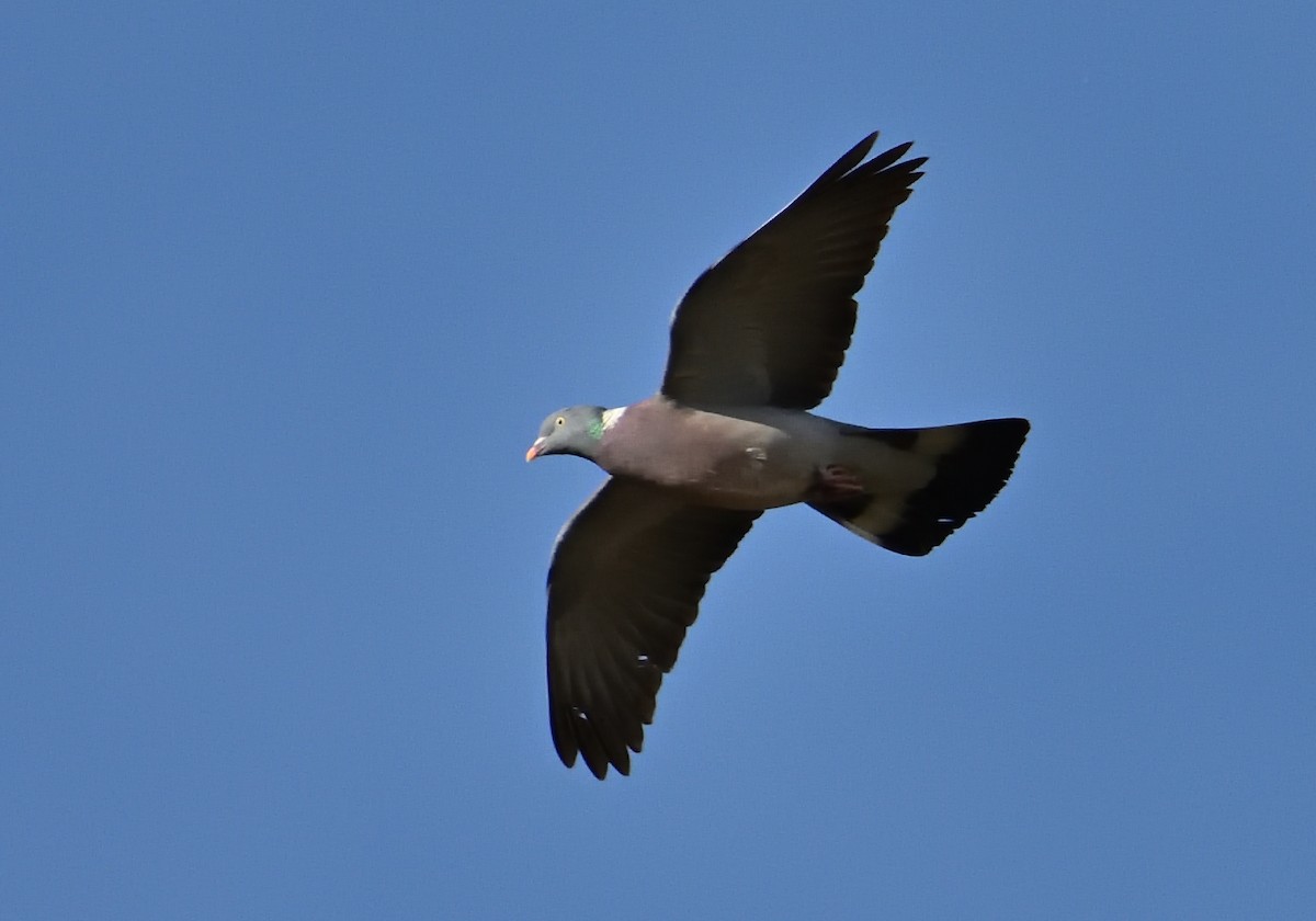 Common Wood-Pigeon - Mu Sano