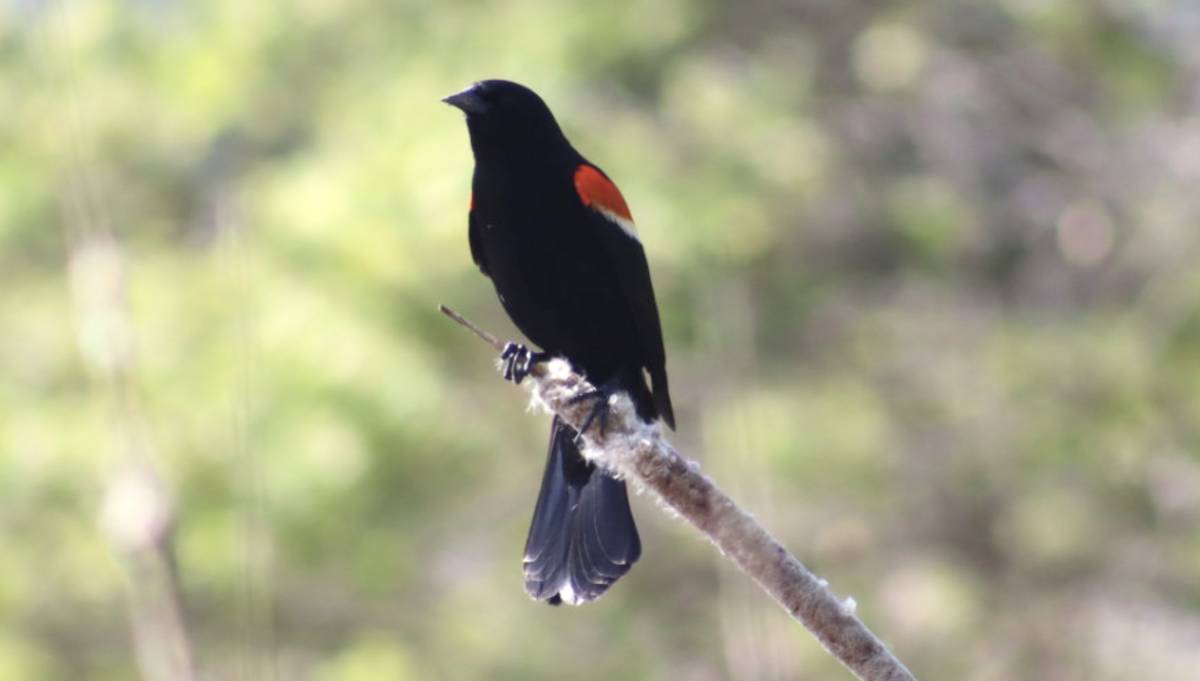 Red-winged Blackbird - ML570858041