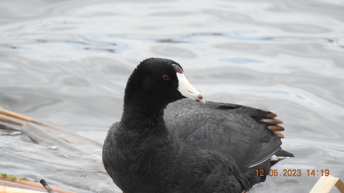 American Coot - ML570858711