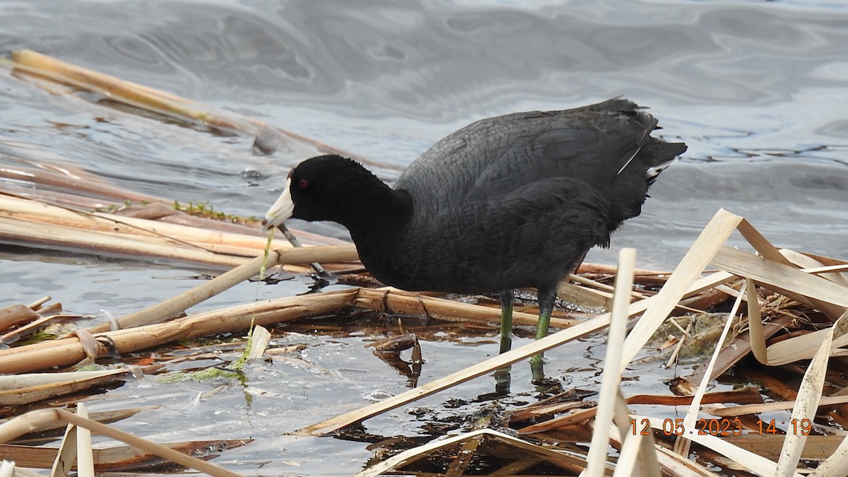 American Coot - Carol Harvey