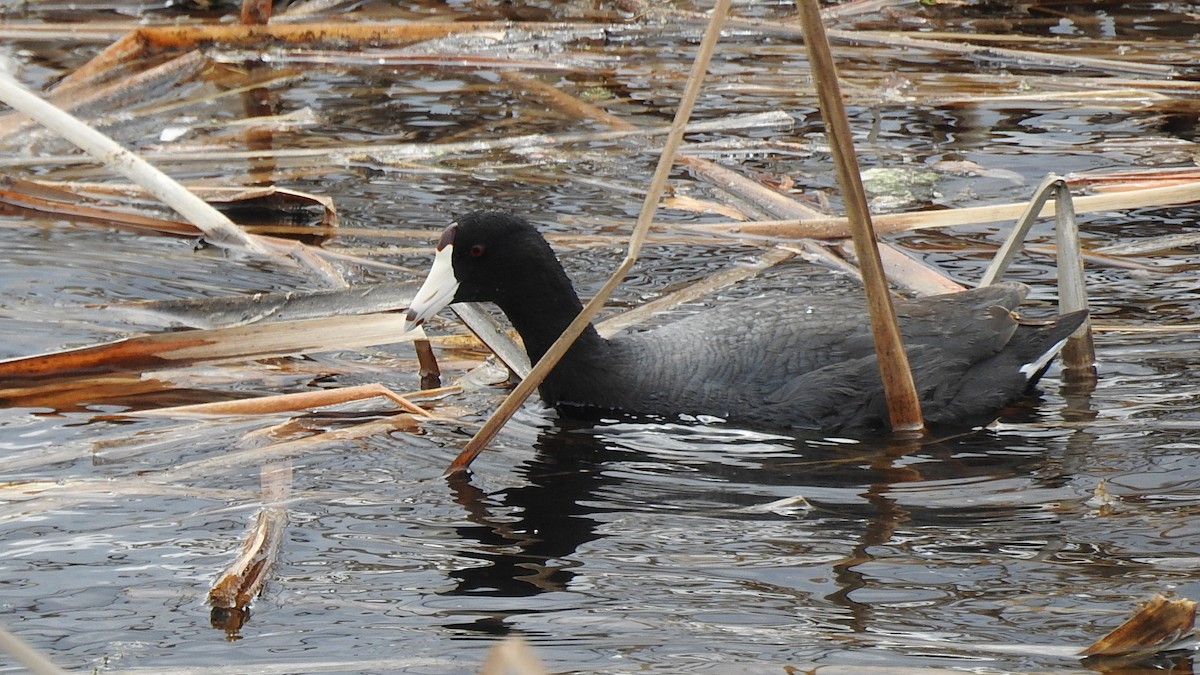 American Coot - ML570858731