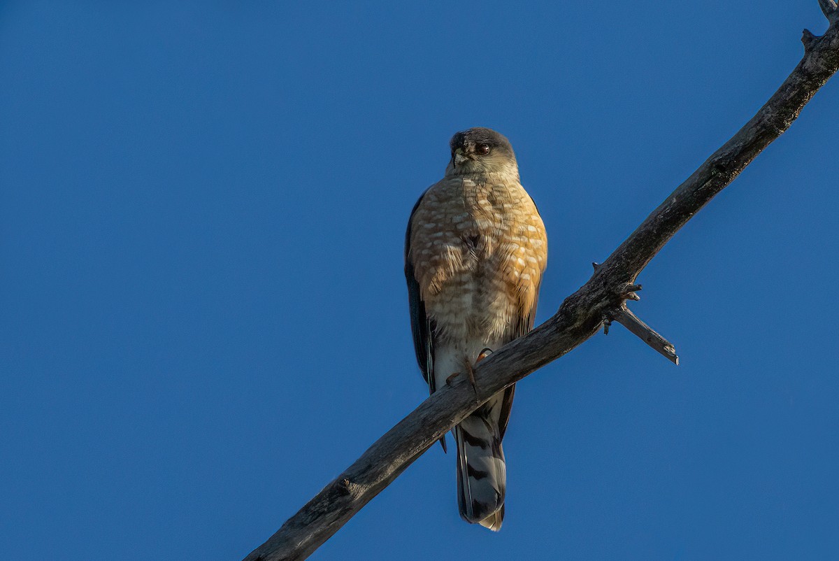 Sharp-shinned Hawk - Bob Bowhay