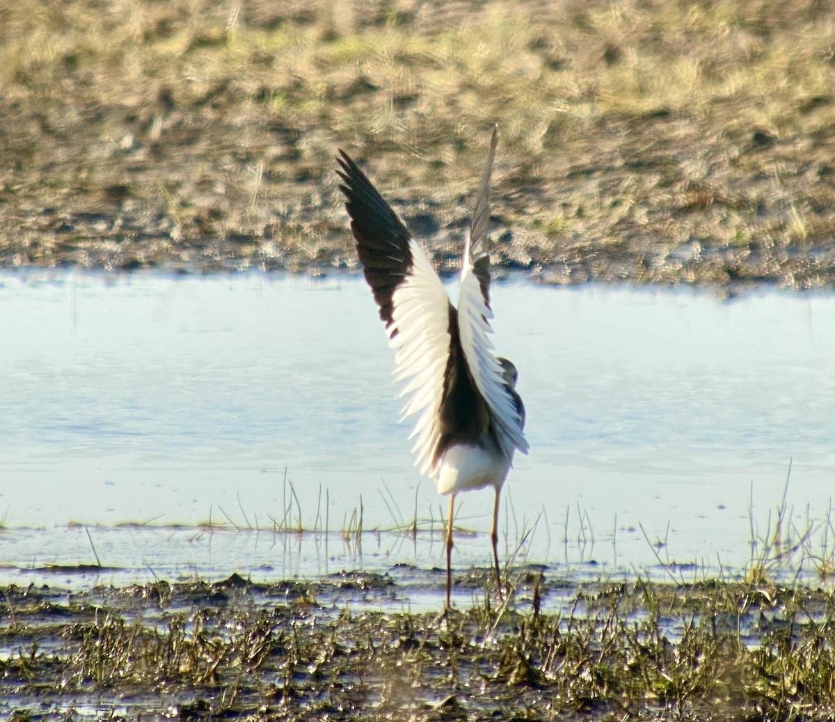 White-tailed Lapwing - ML570859791