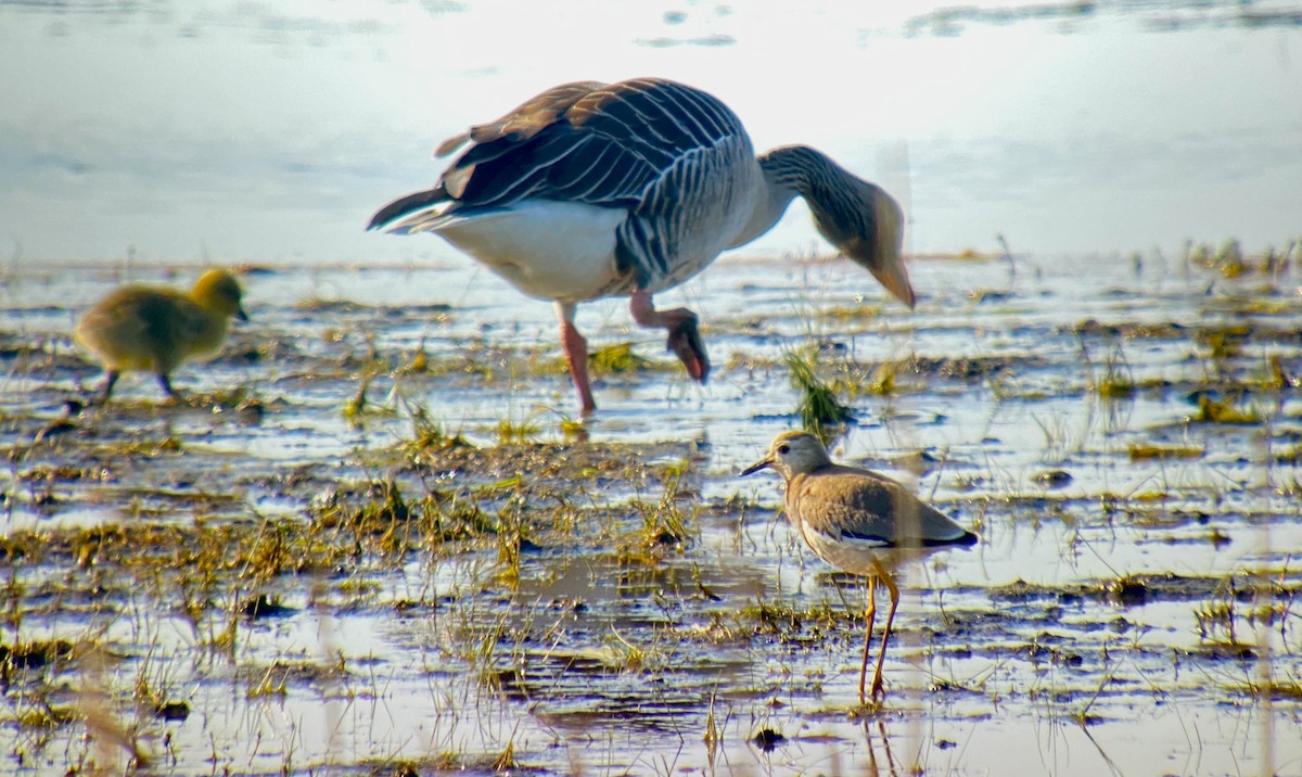 White-tailed Lapwing - ML570859801