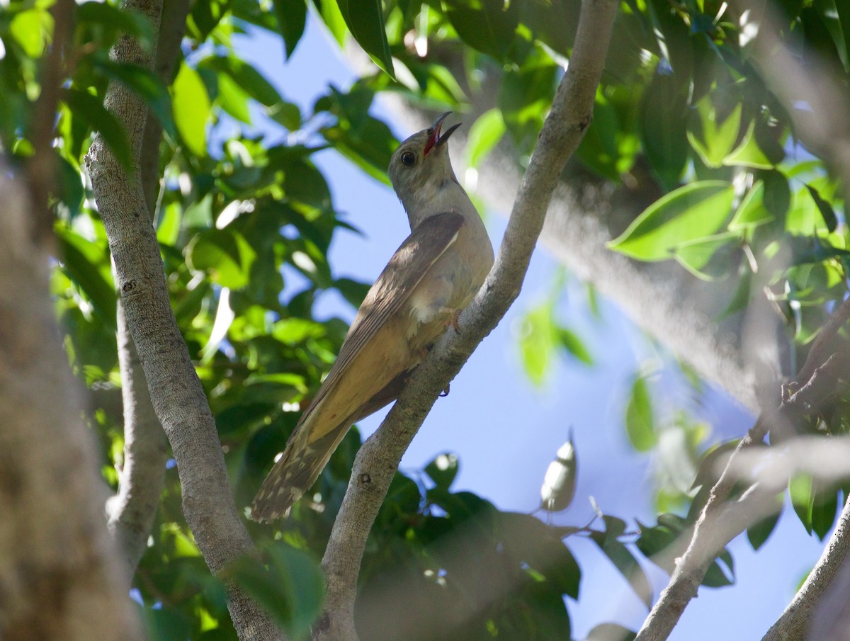 Brush Cuckoo - ML57085981