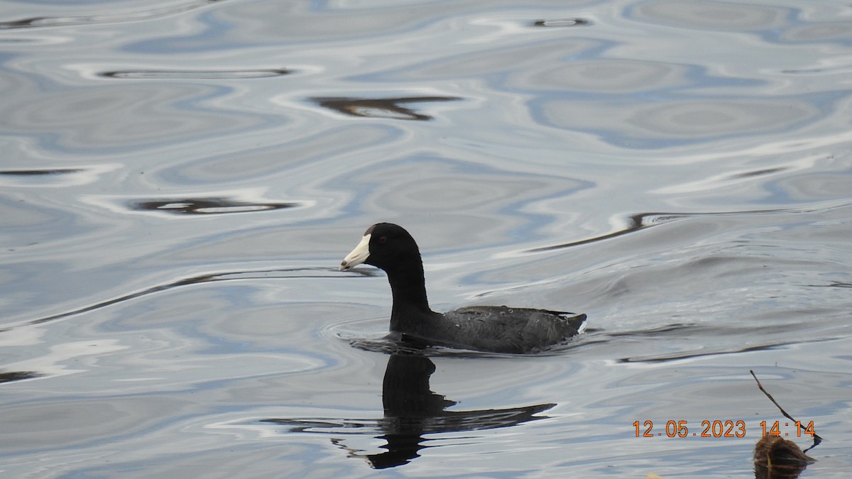 American Coot - ML570859851