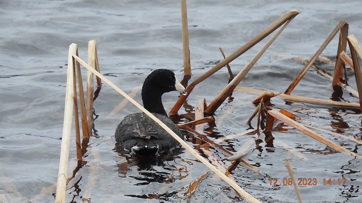 American Coot - ML570859861