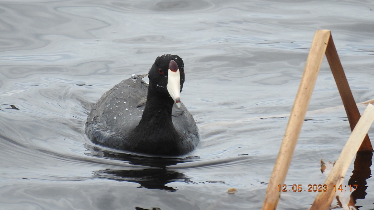 American Coot - ML570859871