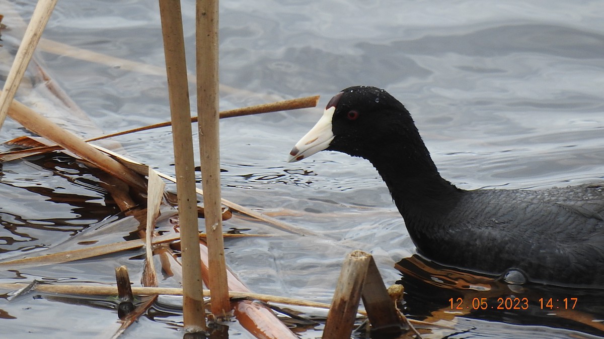 American Coot - ML570859881