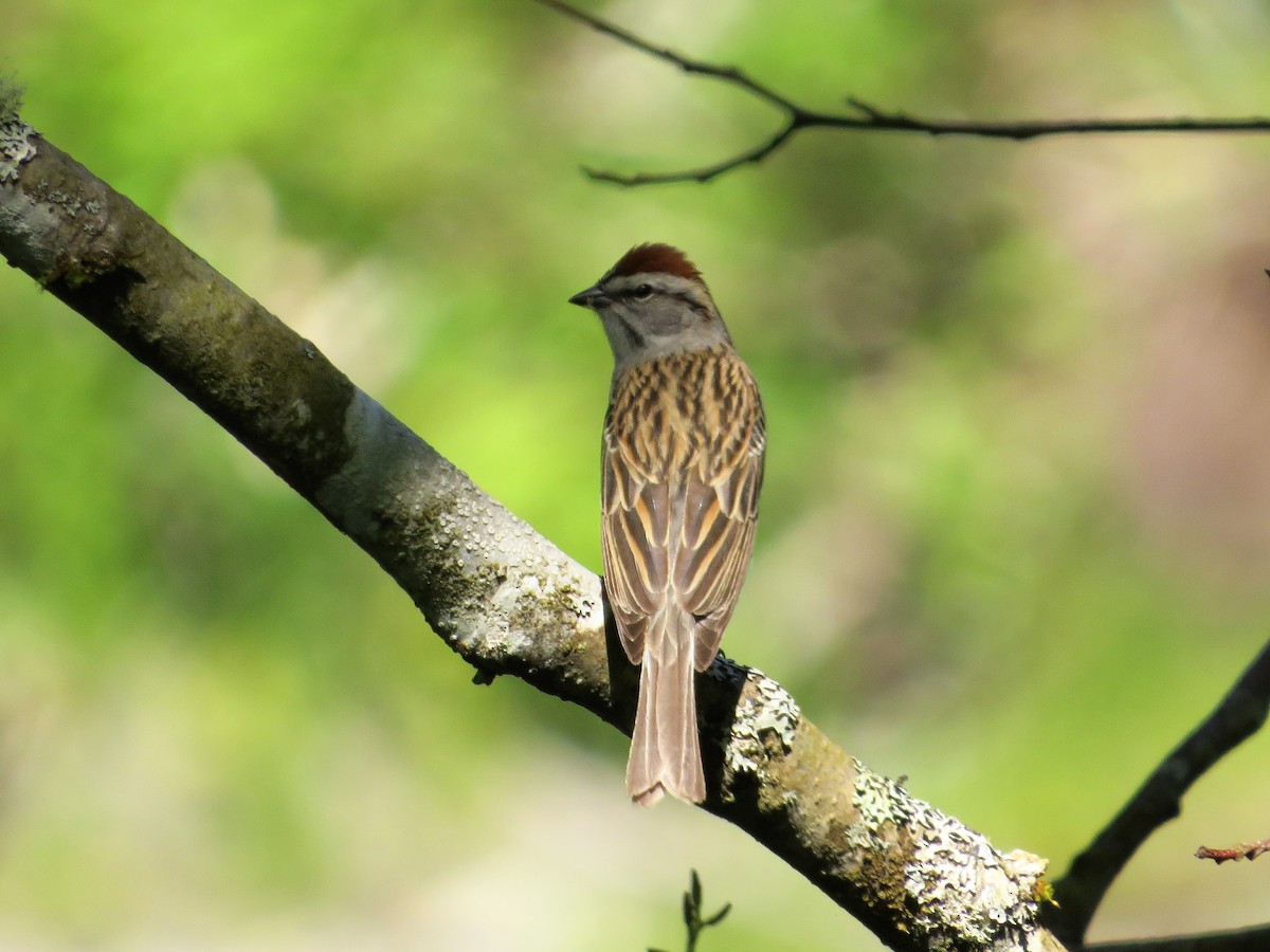 Chipping Sparrow - ML570860711