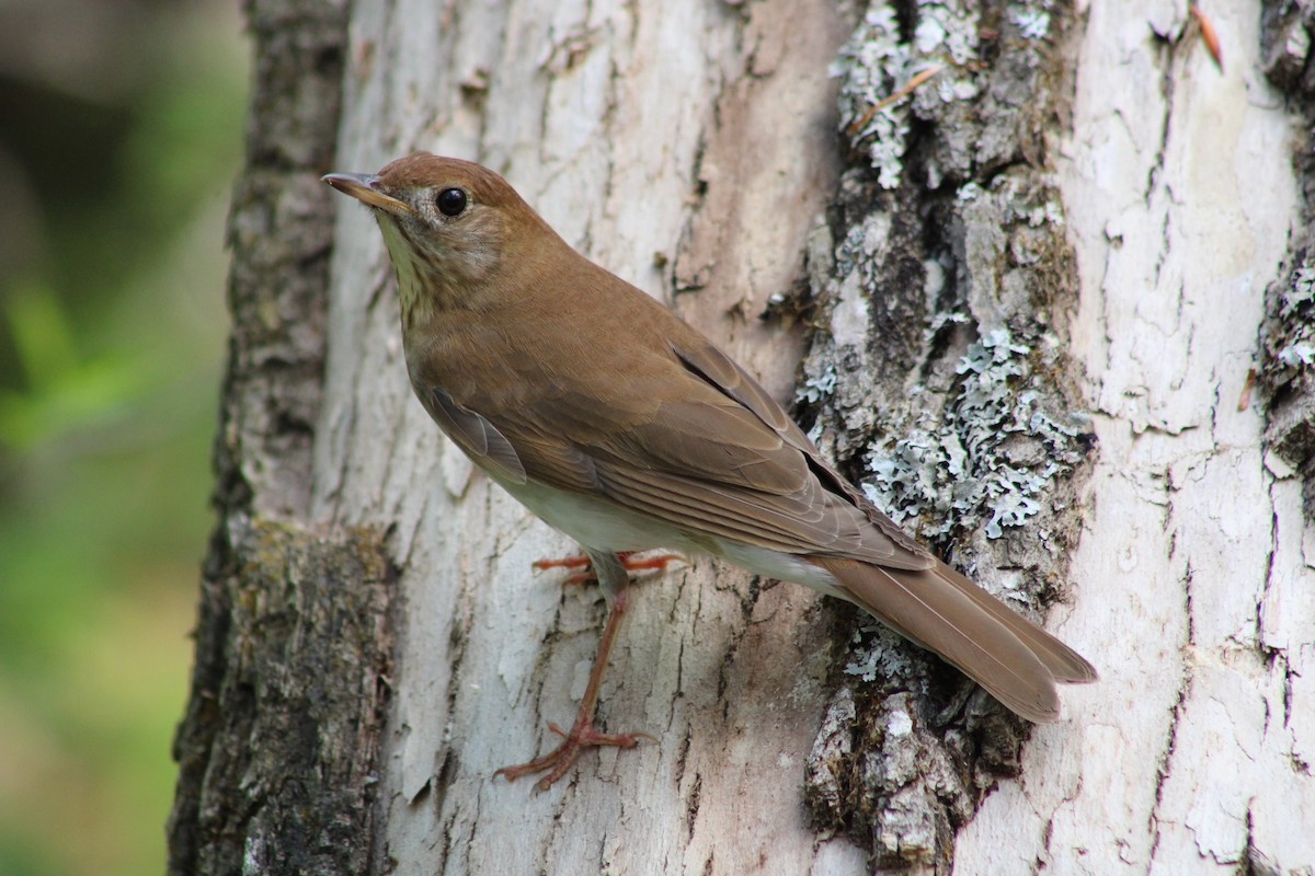 Veery - ML570861191