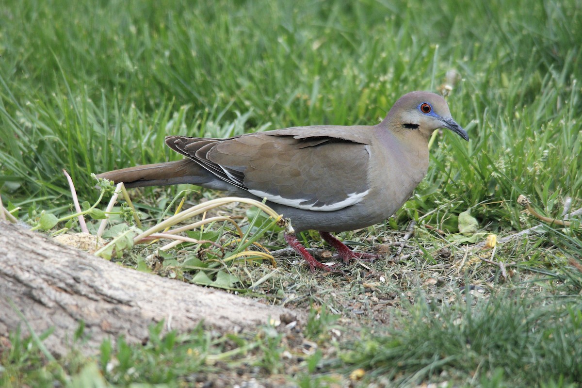 White-winged Dove - ML570861611