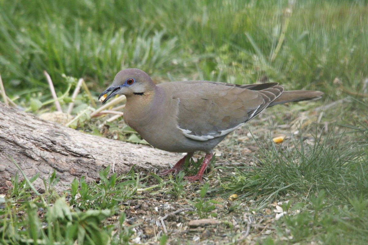 White-winged Dove - ML570861621