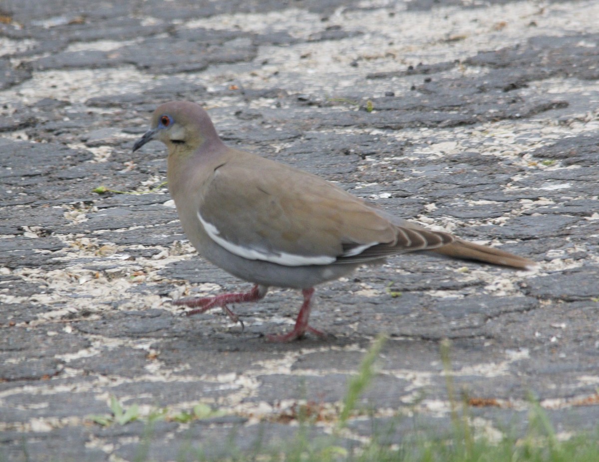 White-winged Dove - ML570861631