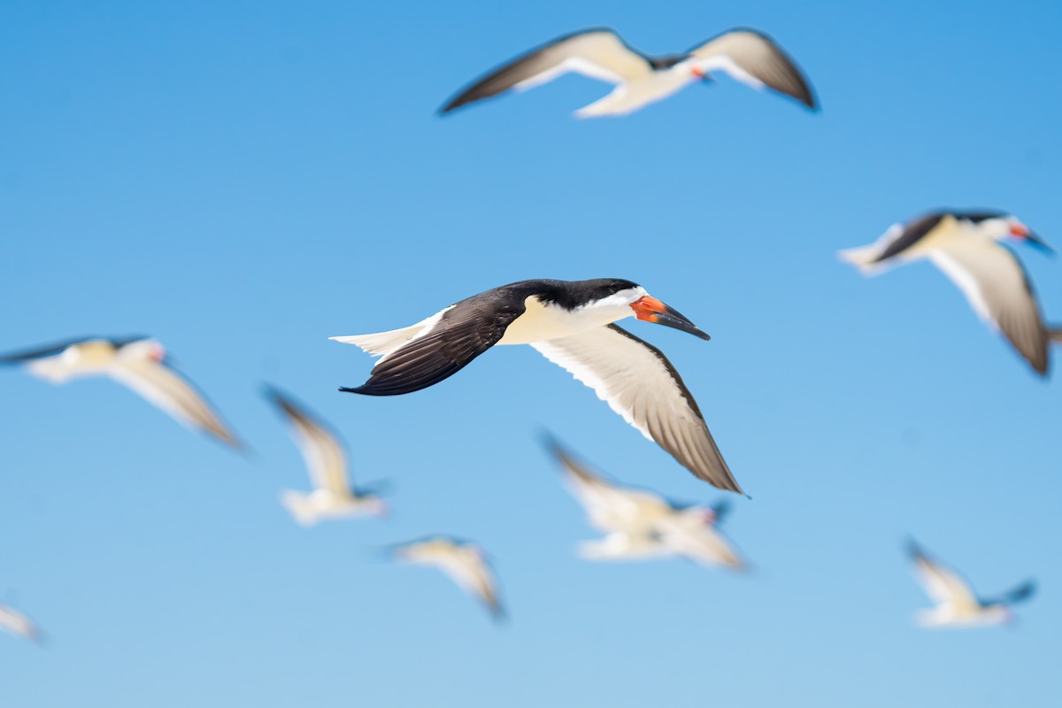 Black Skimmer - James Ancona