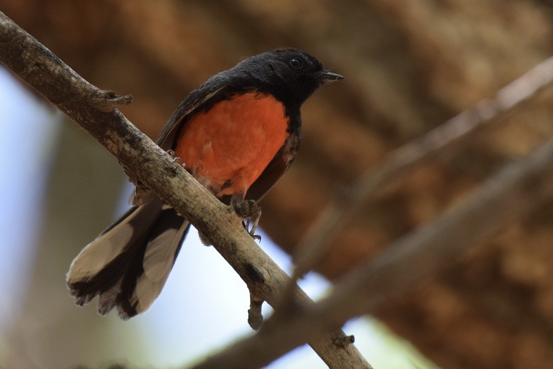 Slate-throated Redstart - ML570861881